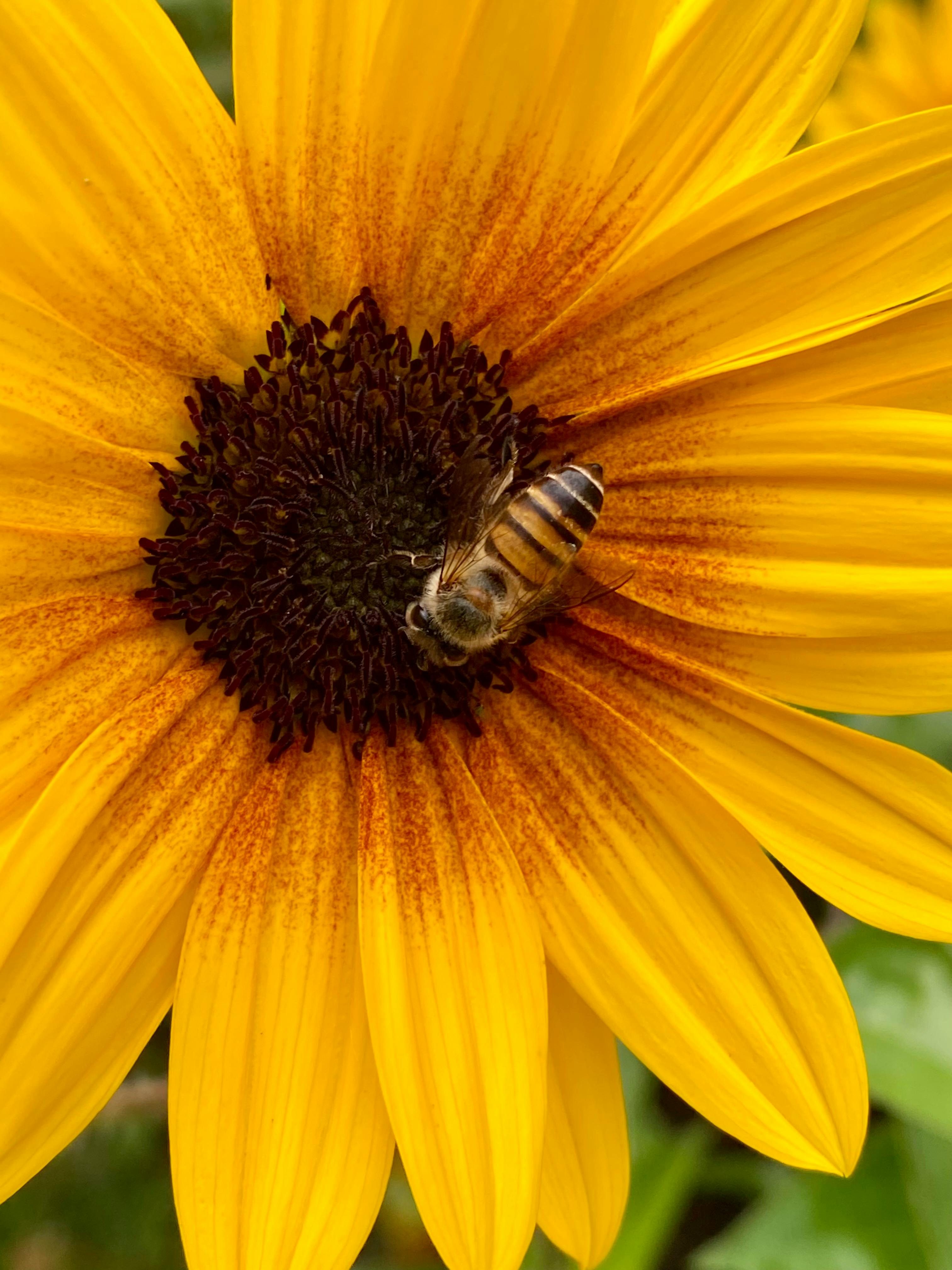 Abejas sobre un girasol